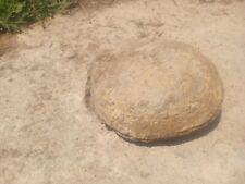 REAL dinosaur Nest And Egg Fossil - Hadrosaur? picture