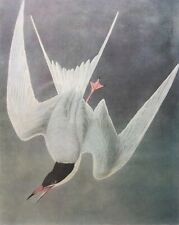 Vintage Large 9”x12” Audubon 2-Sided Print Common Tern & Sandpiper - SHIPS FREE picture