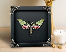 Real Frame Moth Insects Dried Shadow Box Bug Taxidermy Gothic Gifts Wall Decor picture