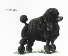 Poodle Toy - CUSTOM MATTED - 1976 Vintage Dog Art Print - Cozzaglio picture