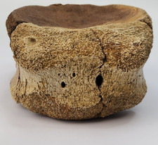 Edmontosaurus Caudal Dinosaur Vertebra Fossil - Hell Creek Fm. - Wibaux Co., MT  picture