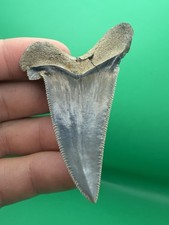 RARE Deformed Auriculatus Shark Tooth North Carolina 2.66” Glued (Repaired) picture