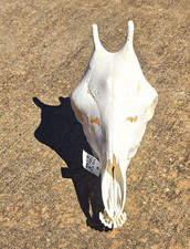 100% Real Giraffe Skull , Fresh from the Taxidermy picture