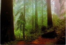 Postcard Morning Mist California's Coastal Redwoods USA picture