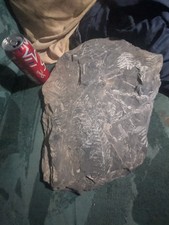 Extinct Fossil Fern Leaf Multi Specimen Plate Pennsylvanian Era Shale Large picture