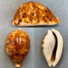 #3 Cypraea pantherina 88.2mm F No Data  picture