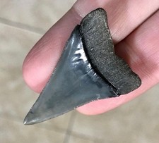 VERY RARE & GORGEOUS - “HUBBELLI TRANSITIONAL” -S.W. FLORIDA- SHARKTOOTH FOSSIL picture
