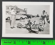 Vintage Man Feeding Pelicans At The Beach Snapshot Photo picture