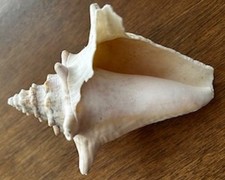 Beautiful Old Queen Conch Shell, small (6 in) light, no merchant man-made hole picture