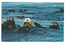 Sea Otter Postcard  Wildlife picture