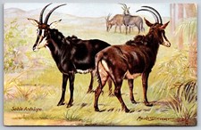 Artist Maude Scrivener~S Africa~Sable Antelope~On The Veldt~TUCK Oilette~c1910 picture