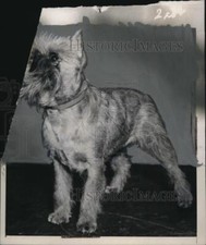 1940 Press Photo Champion Burlingame Hellzapoppin, Griffon Brussels Dog picture