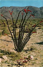 Ocotillo plant, desert, scarlet flowers, thorny stems, buggy whip, Postcard picture
