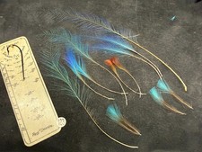 COLLECTORS RARE Blue Bird  of Paradise feathers #183 picture