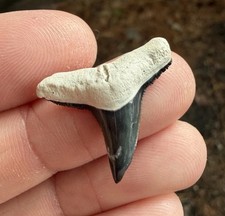 Huge Patho 1.05” Tuxedo Bone Valley N. Eurybathrodon Lemon Shark Tooth Fossil picture