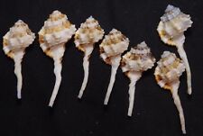 edspal shells - Cymatium exile 43.8mm-54.4mm F++/F+++ set of 7pcs seashells picture