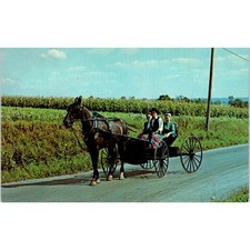 Amish People Out for a Sunday Buggy Ride Pennsylvania Dutch Country Postcard PD8 picture