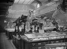 Museum of Natural History in Paris France in 1932 Historic Old Photo 2 picture