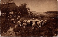 Vintage Postcard Wilm Steelink Sheep In Pasture Toledo Ohio PHOSTINT Sepia USA picture