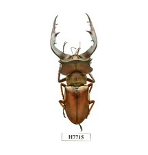 INSECT-H7715. Lucanidae: Lucanus gradivus - SUPERB MANDIBLES, 60.8MM, VIETNAM picture