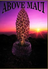 Silversword Plant Haleakala Above Maui Hawaii Postcard picture