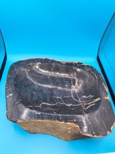 😍😍 Large Polished Petrified Wood Bowl 9X7