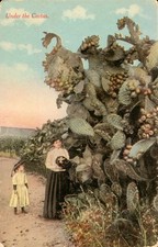 Under the Cactus Postcard Antique 1911 Prickly Pear, Woman & Girl  N picture