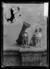 Photo:Two Dogs Studio Portrait c1873-1916 picture