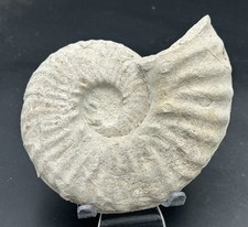 5” Cretaceous Mortoniceras (drakeoceras) Drakei Texas Fossil Ammonite Sutures picture