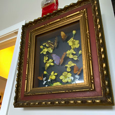Antique Framed Butterfly Display Shadow Box Wall Art Picture Frame, Gold Frame picture