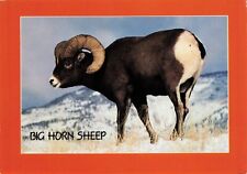 Big Horn Sheep Vintage Petley Continental Chrome Postcard Unposted picture