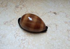 F cypraea exusta GEM very rare red sea shell super natural glossy 63.2 mm F++++ picture