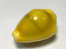 Formosa/SEASHELL/Cypraea moneta 36.9mm.Tanzania picture