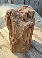 FETCHING* 5# Fossil Wood FullRound/FreeStanding/Rough Faced/Great Color & Detail picture