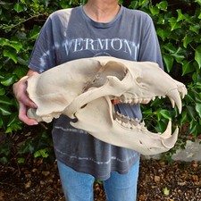 Life-Size 3D Polar bear Skull – unpainted bone colour Fossil Replica picture