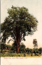 Exeter NH Dow's Hill Bridal Elm Kelliher Pub c1905 Germany postcard JQ5 picture