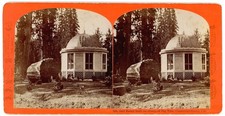 CALIFORNIA STEREOVIEW - Calaveras Grove - Ball Room over Big Tree - JJ Reilly picture