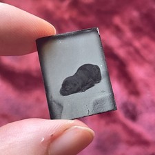 Antique Gem Size Tintype of Puppy - Pitbull Pet Portrait picture