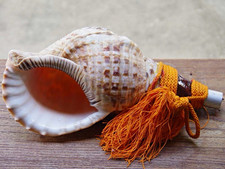 Authentic Japanese Samurai Horagai Conch Shell War Horn Yamabushi New Mouthpiece picture