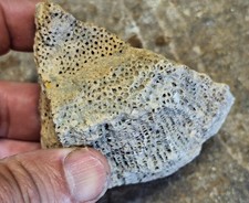 Rare Unique Charlevoix Stone - Michigan - Unpolished - Favorsites - Rugose Coral picture