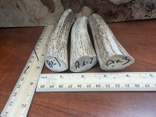 Axis Buck Stag. 3 Very Solid Pieces Perfect For Knife Handles Or Crafts picture