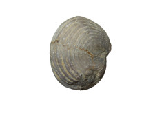 Devonian fossil brachiopod Helderberg Group Albany Uncinulus ventricosus #4 picture