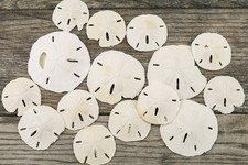 Nautical Crush Trading Sand Dollar | 2