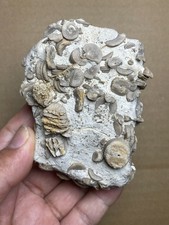 260g Beautiful Crinoid Geological rock Landscape stone collection picture