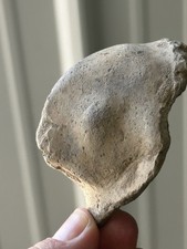 NICE FISH HEAD EFFIGY FROM A POTTERY BOWL, BRADLEY SITE, CRITTENDEN CO. ARKANSAS picture