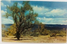 Vintage California CA The Picturesque Smoke Tree of the California Desert picture