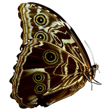 Deidamia Scarce Morpho Butterfly FEMALE (Morpho deidamia) Entomology Specimen picture