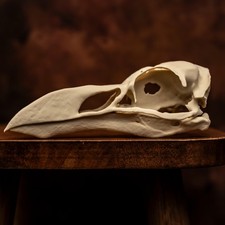 Great Auk Skull Replica Extinct Bird Animal Skull Oddities Taxidermy Display picture