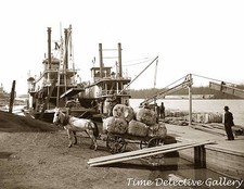 Riverboats Unloading Cotton, Vicksburg, Mississippi -1915- Historic Photo Print picture