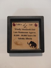 Genuine Woolly Mammoth Hair Specimen  picture